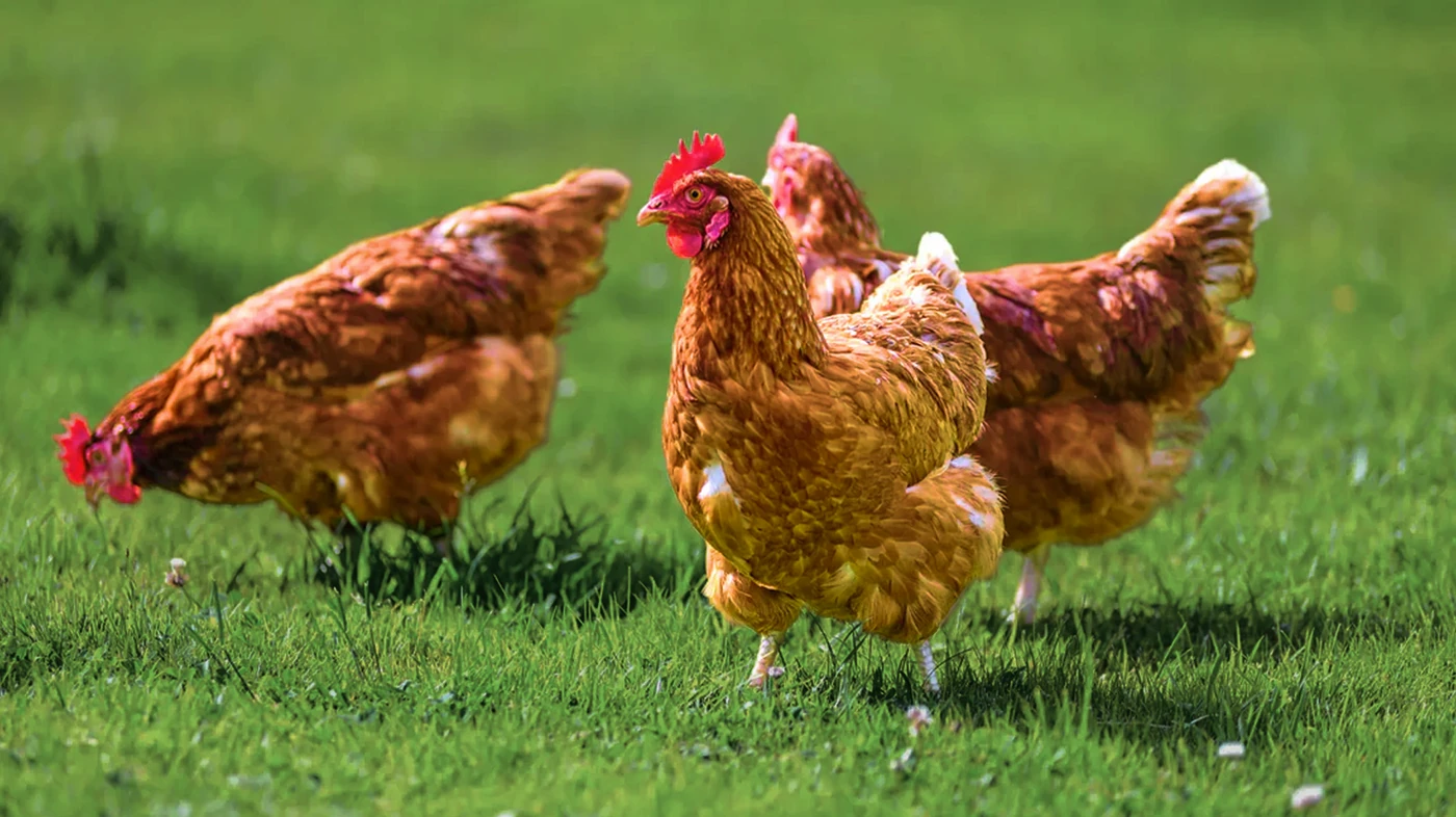 Gallinas libres de jaula en pastura